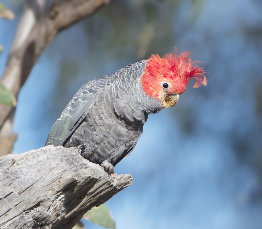 Callocephalon_fimbriatum_male_-_Callum_Brae