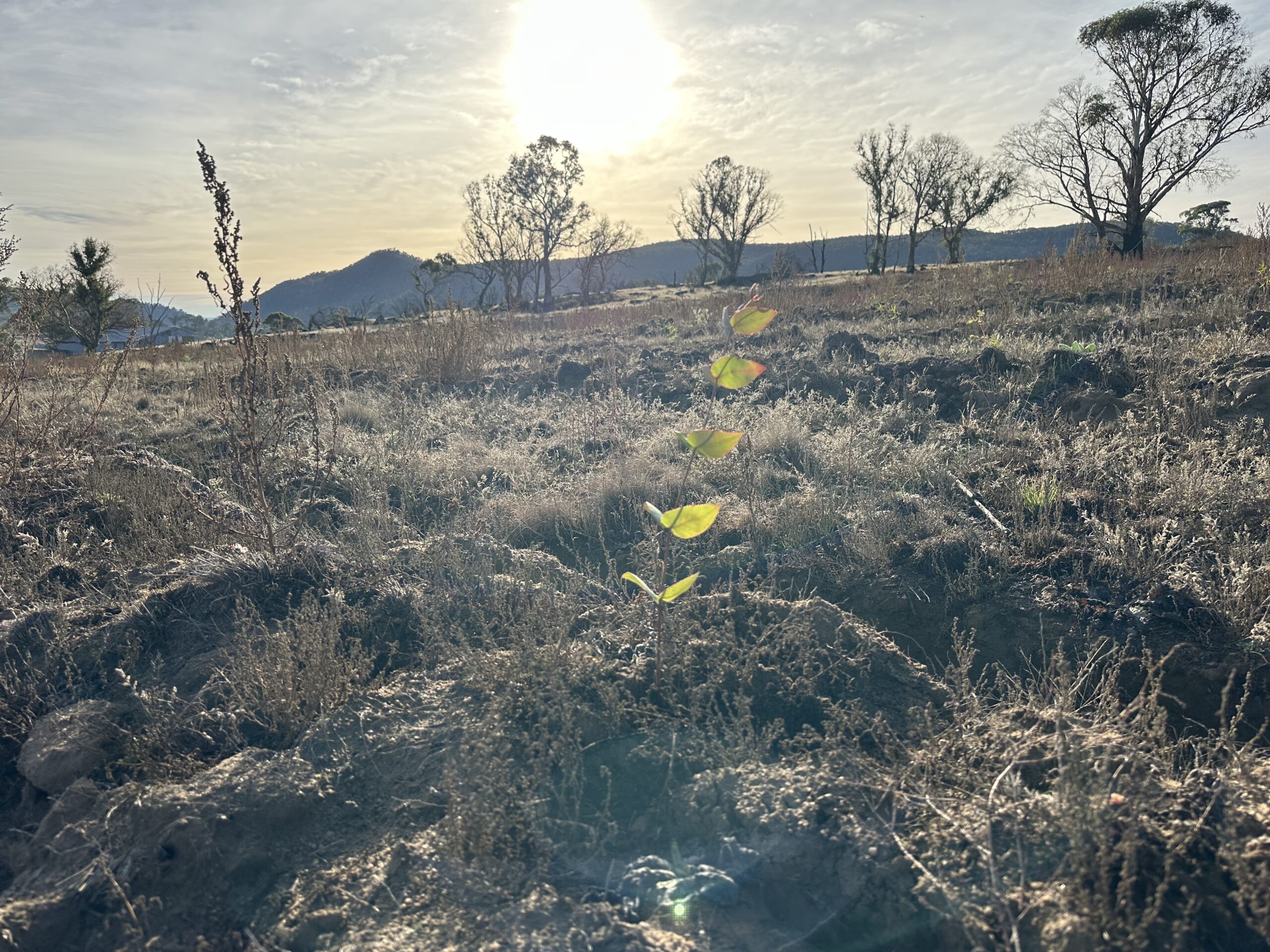 Planting at Gurrabeal